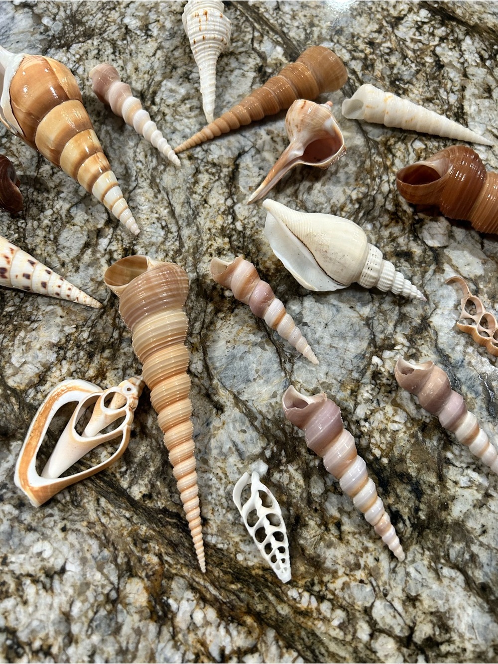 19 unique shells - Picture 3 of 7
